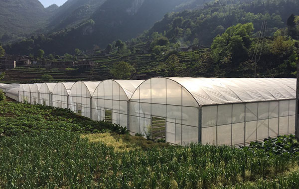 成都連棟溫室