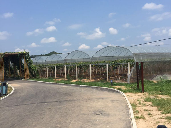 四川葡萄避雨棚
