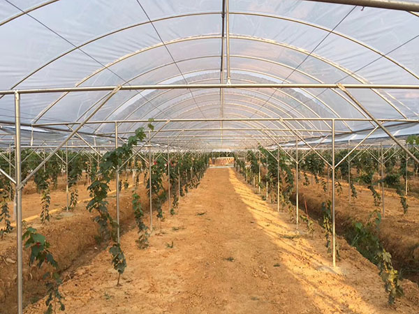 成都葡萄避雨棚