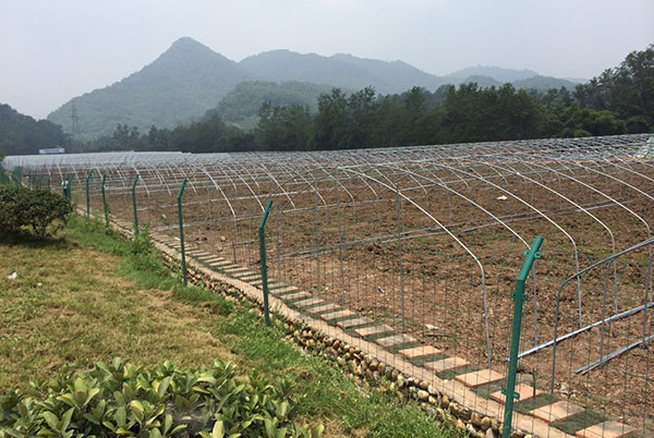 四川鍍鋅管大棚合作展示