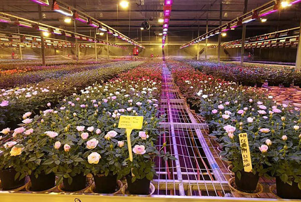 四川移動(dòng)苗床合作展示