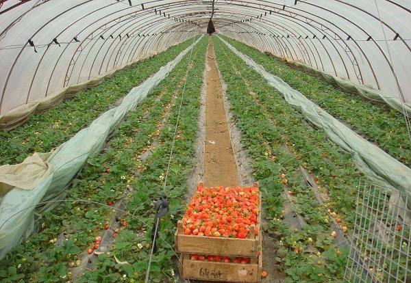 四川蔬菜大棚 四川蔬菜大棚