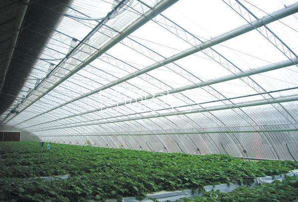 四川溫室大棚 四川溫室大棚