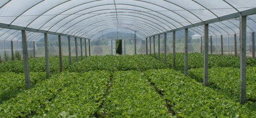 四川溫室大棚 四川溫室大棚