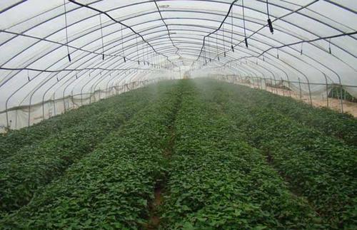 成都連棟溫室大棚 成都連棟溫室大棚