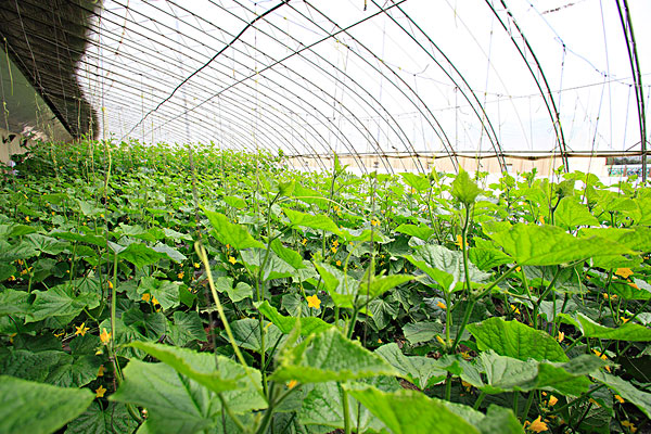 四川蔬菜大棚 四川蔬菜大棚