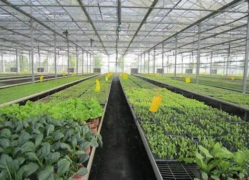 四川溫室大棚 四川溫室大棚