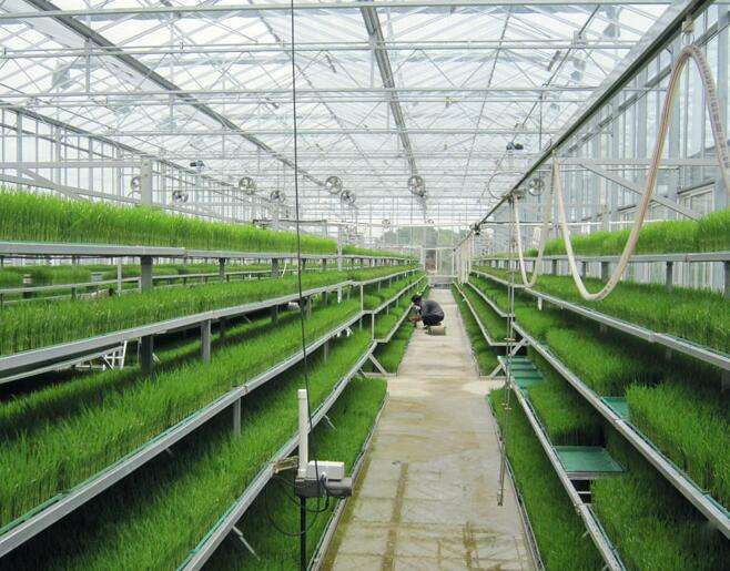 四川鋼架大棚 四川鋼架大棚