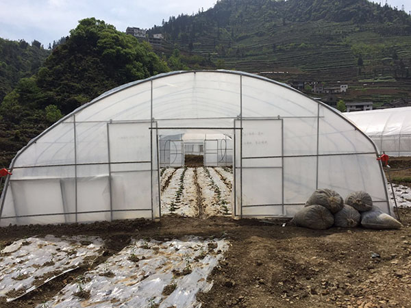 四川蔬菜大棚 四川蔬菜大棚